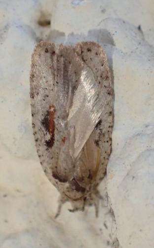 Réf. 279 018 : Agonopterix ocellana